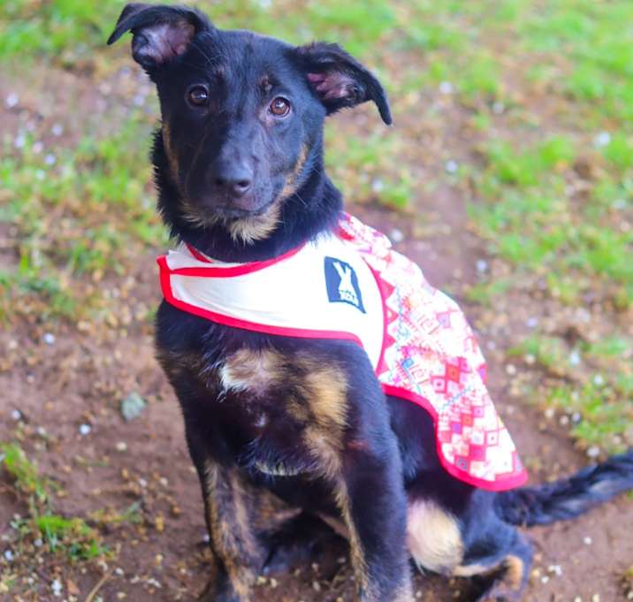 Photo of Pepper 25-05-024