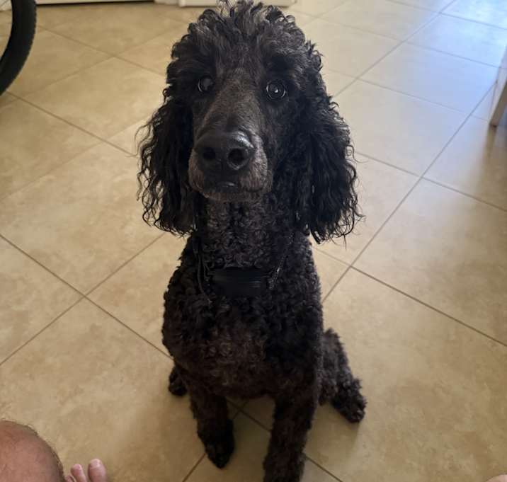 Photo of Bentley
