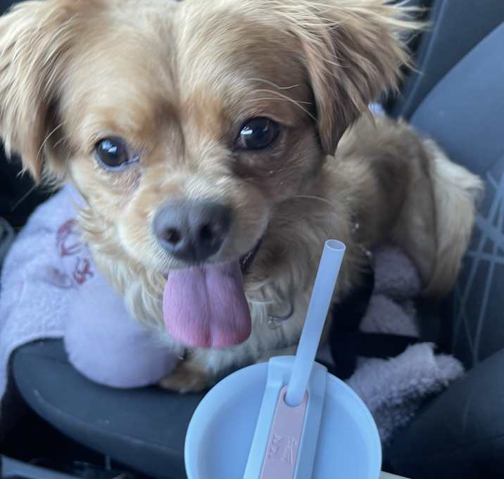 Photo of Scamp