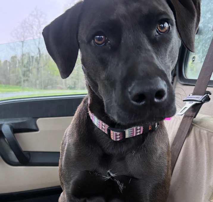Photo of Tilly