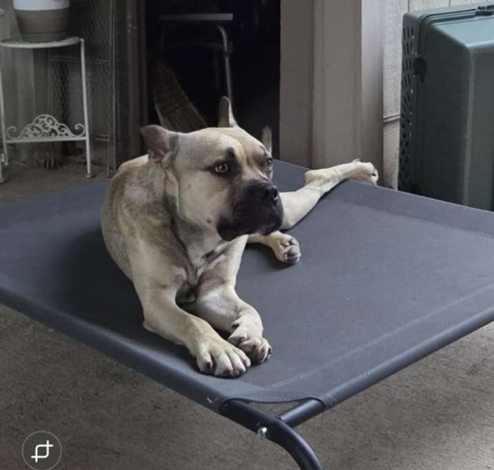 Photo of Cuddles AKA Buddy