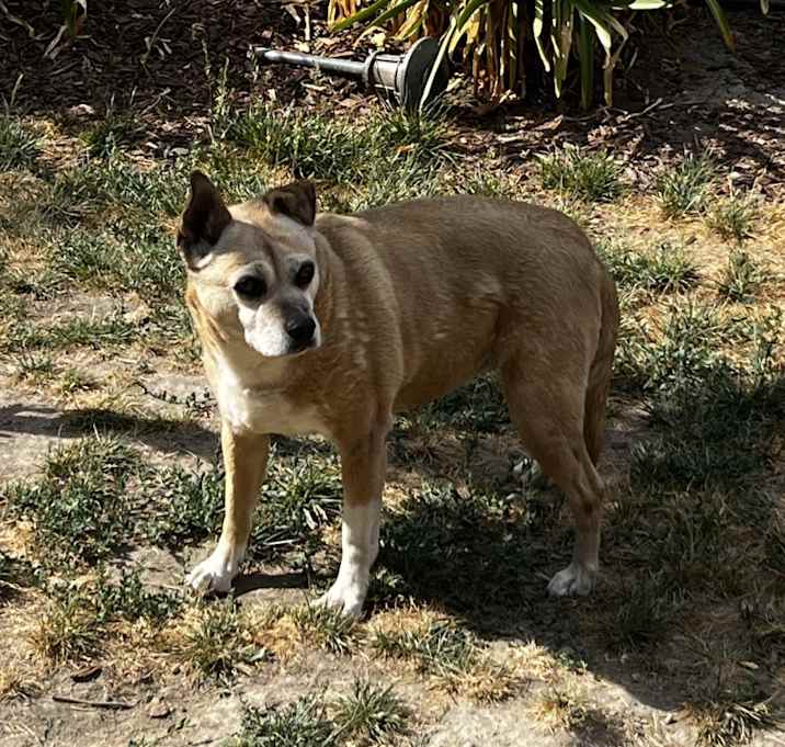 Photo of Daisy