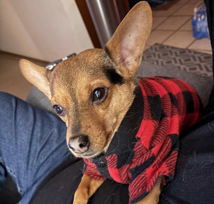Photo of Dax