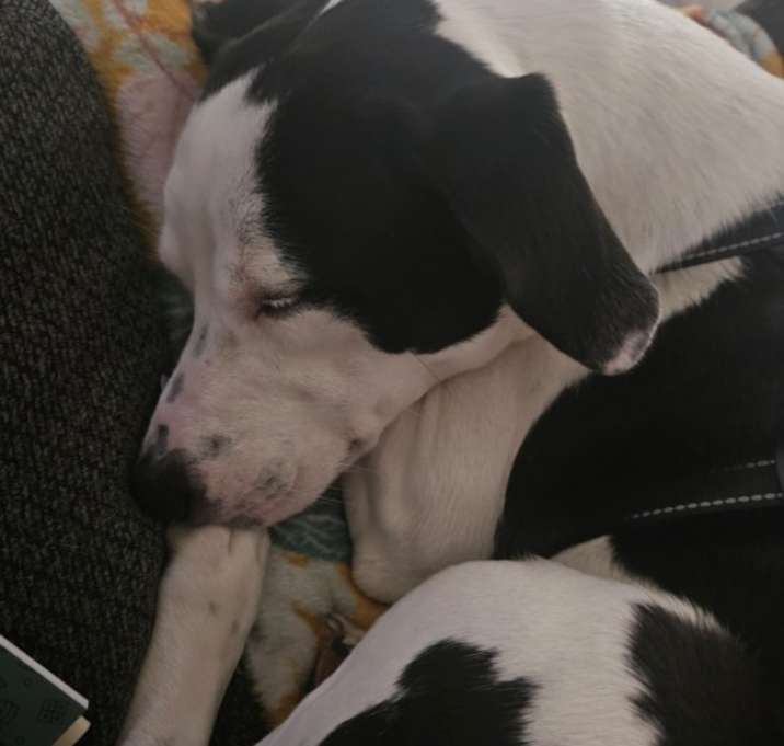 Photo of Carlina
