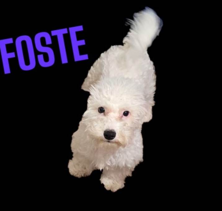 Photo of Foste