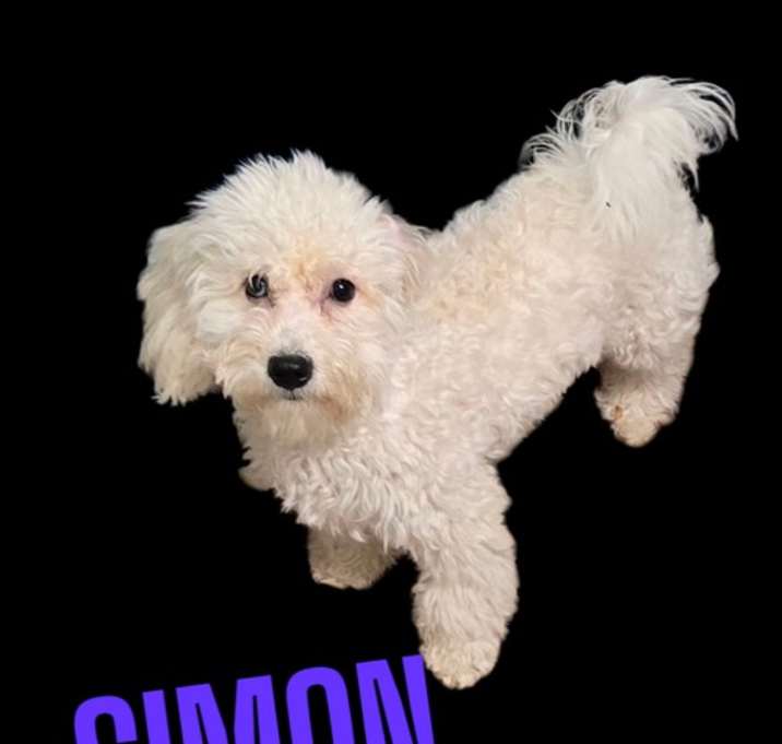 Photo of Simon