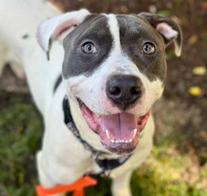 Photo of Bowser