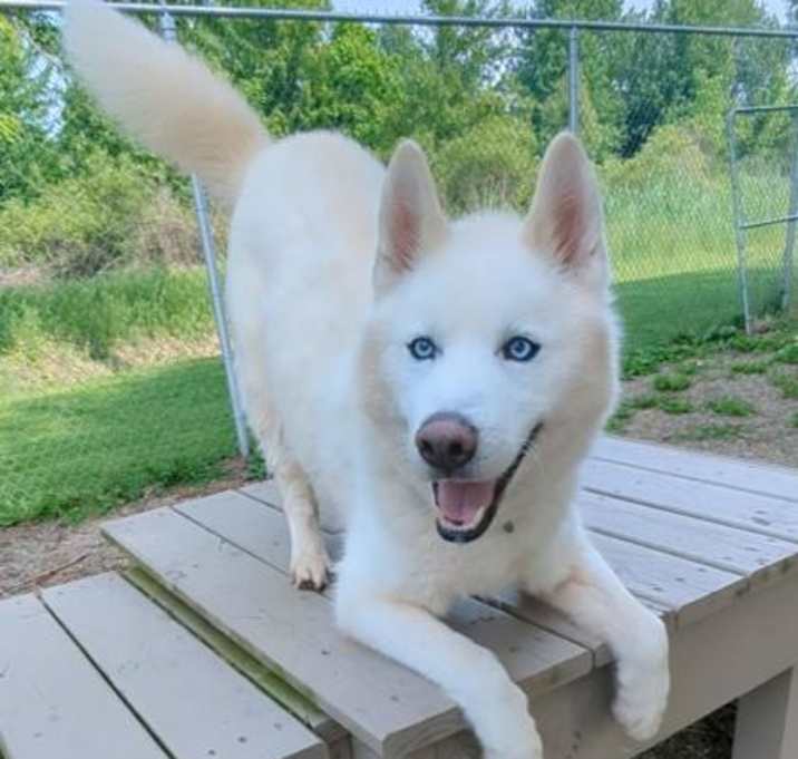 Photo of Apollo