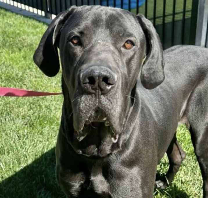 Photo of Buddy