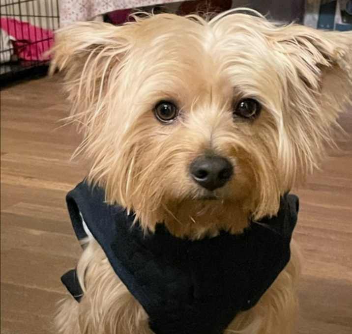 Photo of Simba- URGENT!!!
