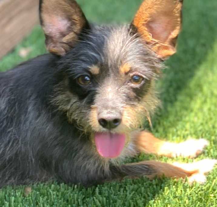 Photo of Luna