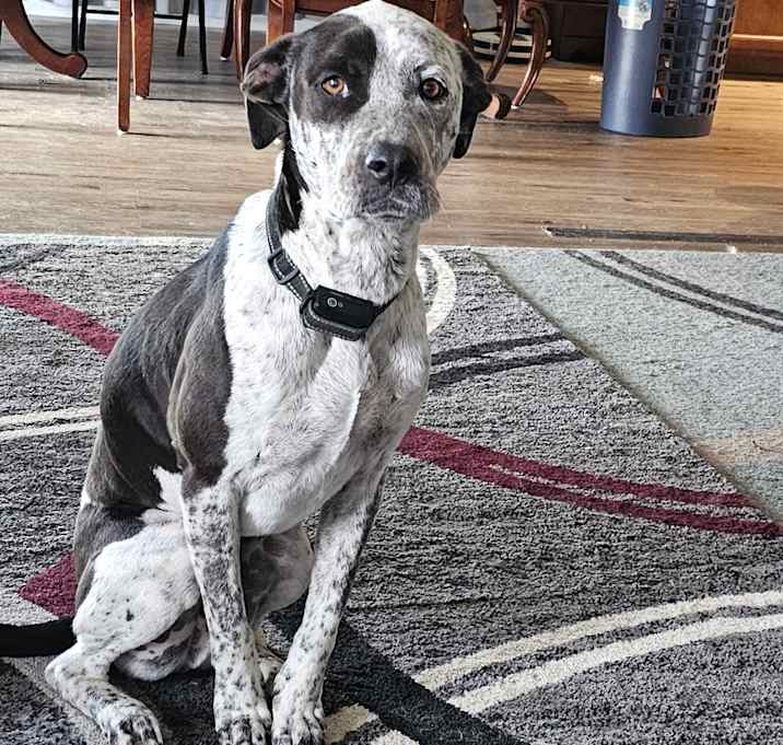 Photo of Archie