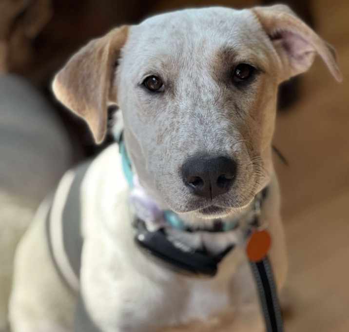 Photo of Beanie