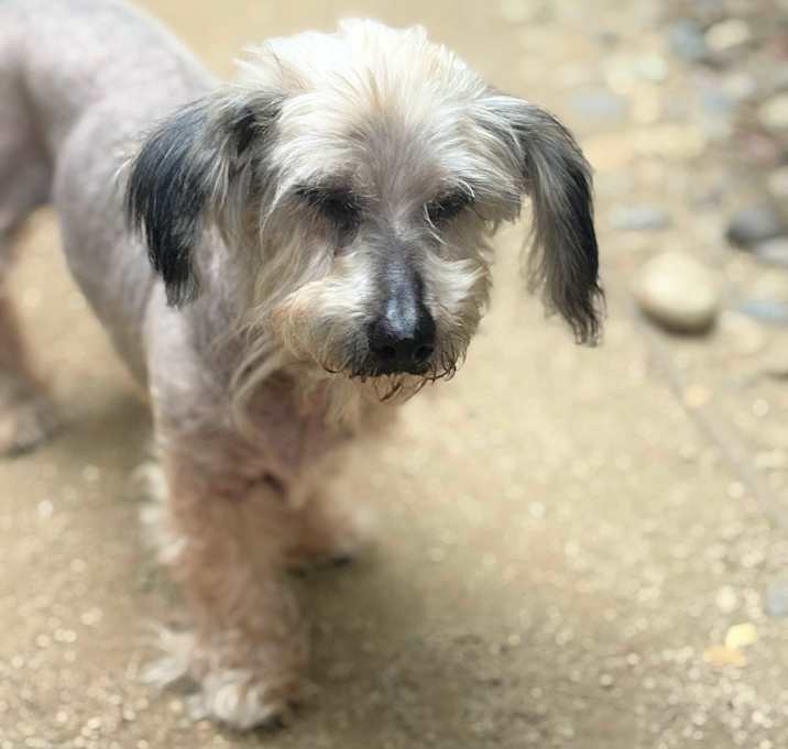 Photo of Rose is a sweet senior