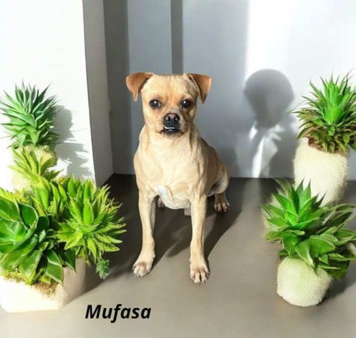 Photo of Mufasa
