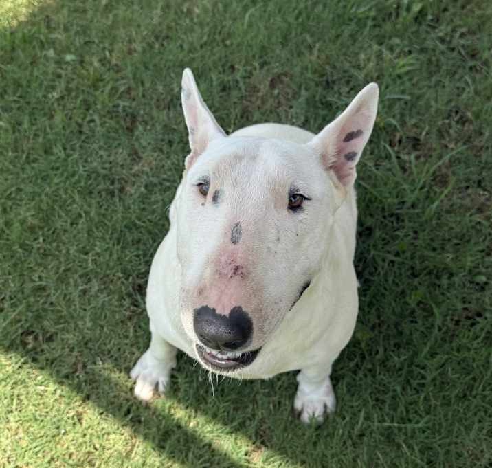 Photo of Kali
