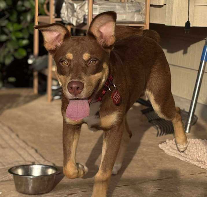 Photo of Bandit