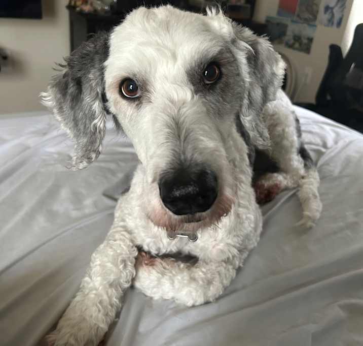 Photo of Paddington