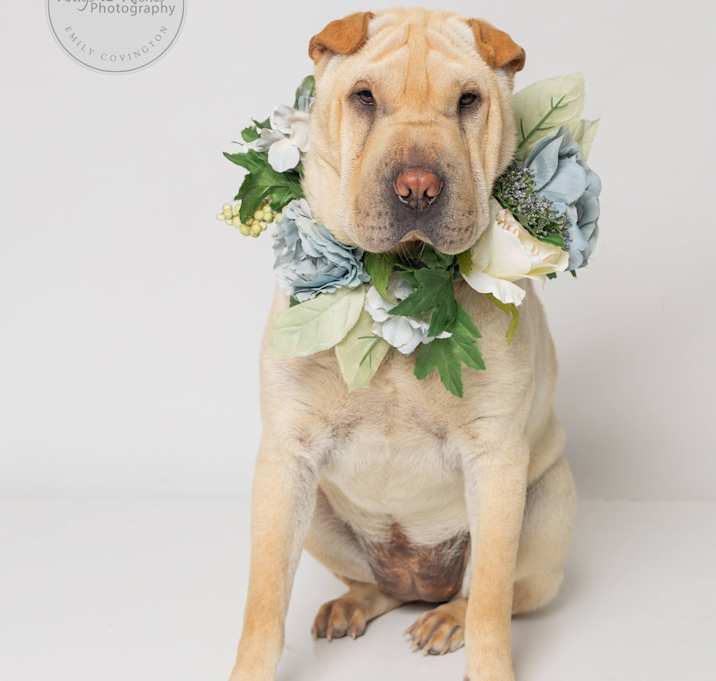 Photo of Dixie