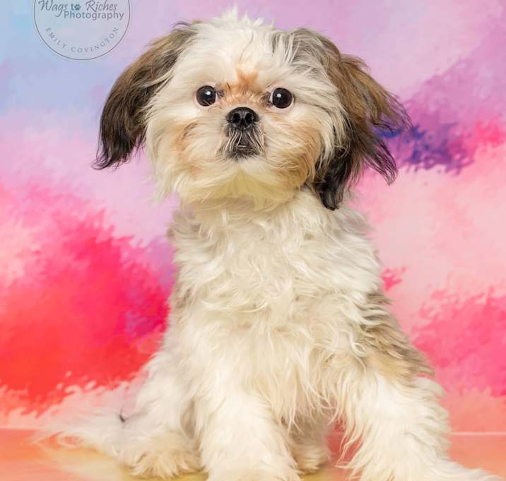 Photo of Cookie