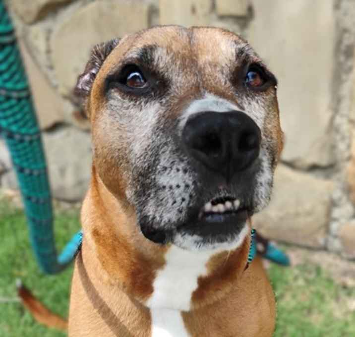 Photo of Bruno