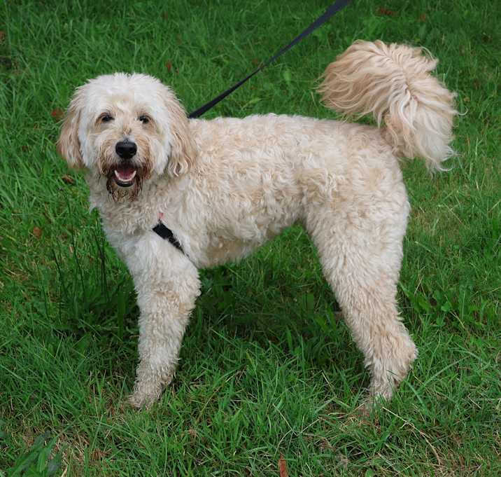 Photo of Rocco