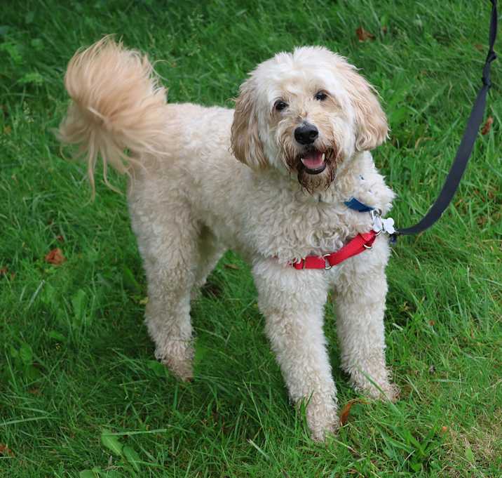 Photo of Rocco