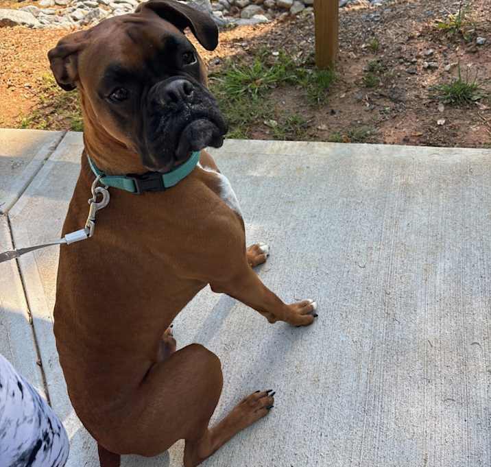 Photo of Cooper
