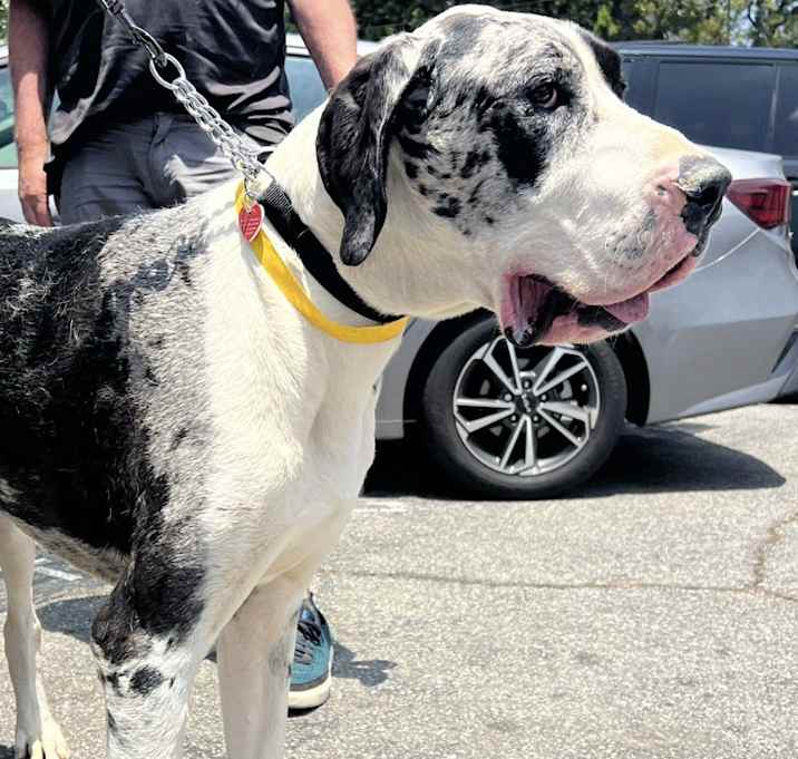Photo of Duke
