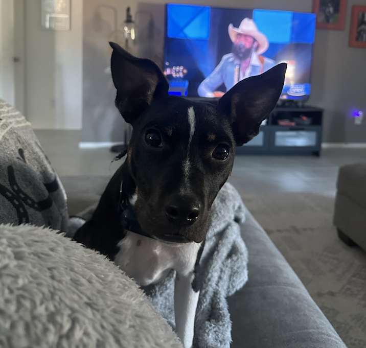 Photo of Gunner