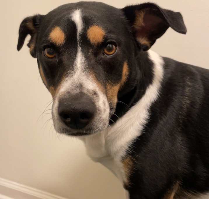 Photo of Scooby