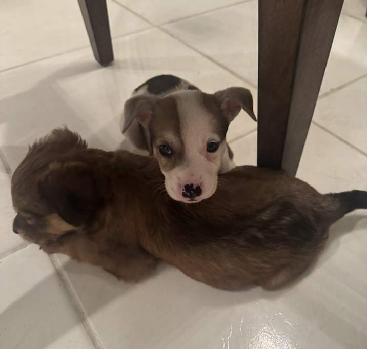Photo of Puppy
