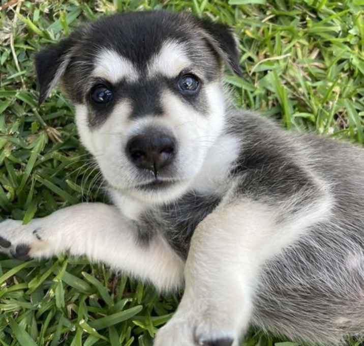 Photo of Hawkeye