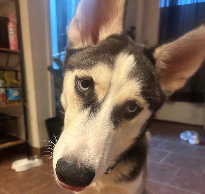 Photo of Kota