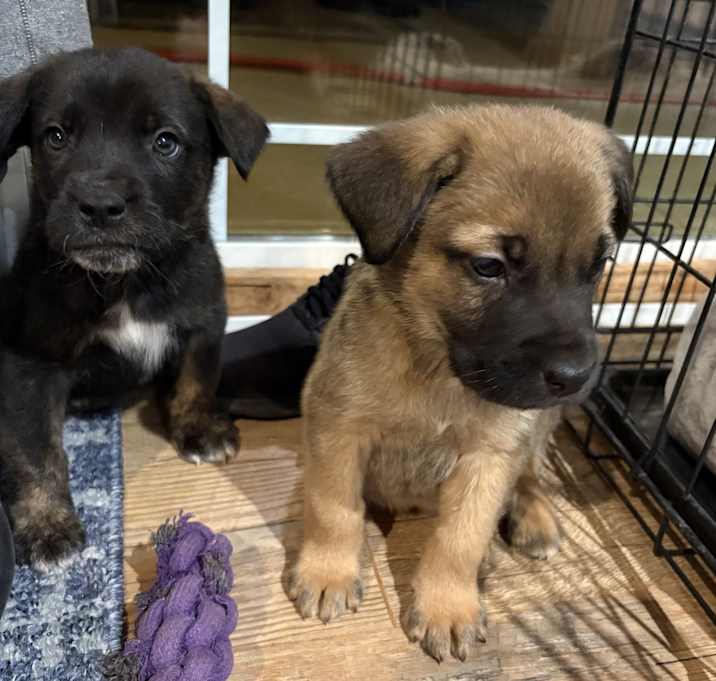 Photo of Clifford and Rook