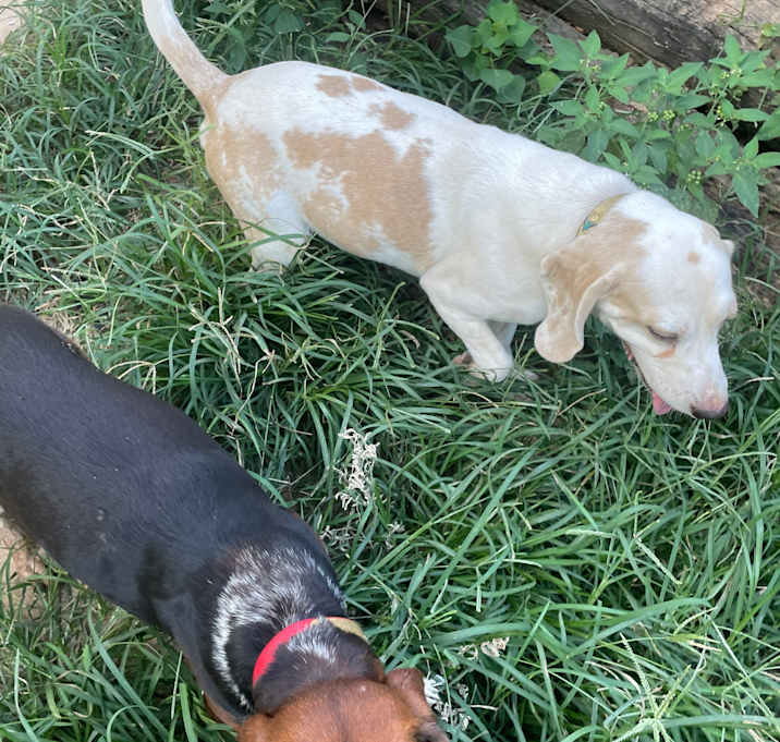 Photo of tommy and buddy