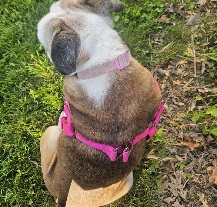 Photo of Gracie