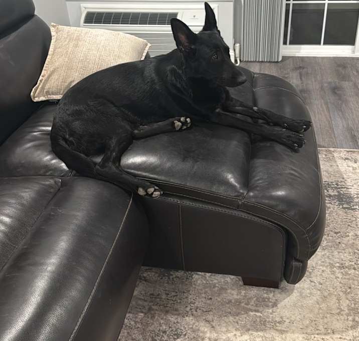 Photo of Stella