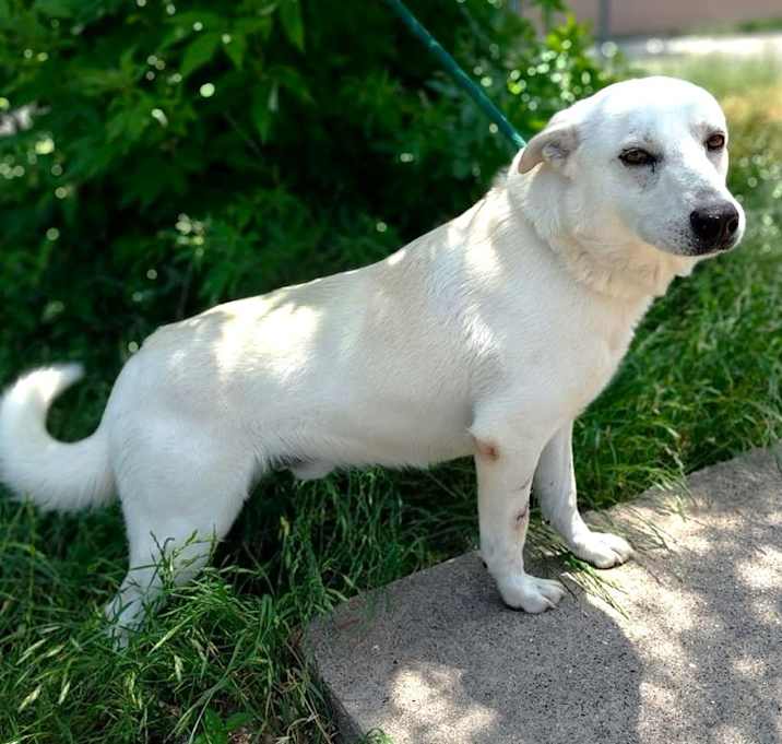 Photo of Bailey