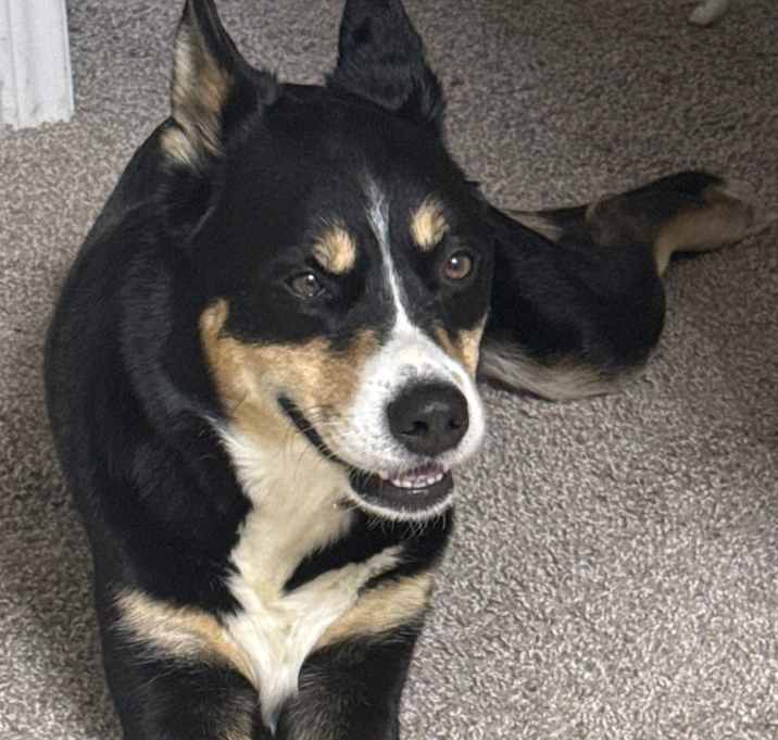 Photo of Boo