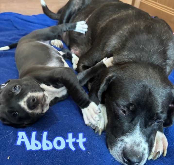Photo of Abbott (I look most like momma)