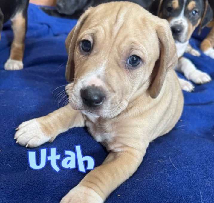 Photo of Utah