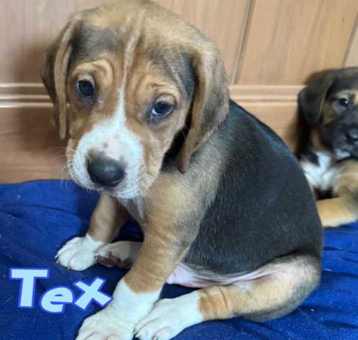 Photo of Tex