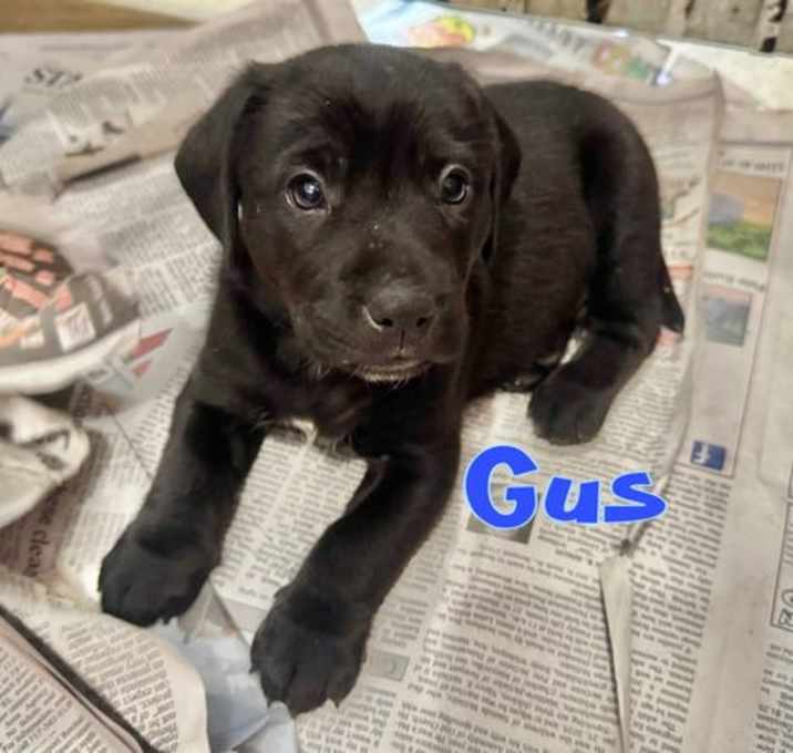 Photo of Gus
