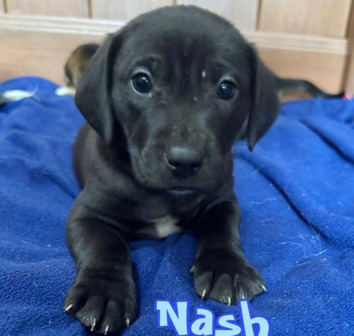 Photo of Nash