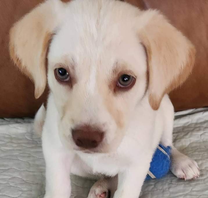 Photo of Bailey