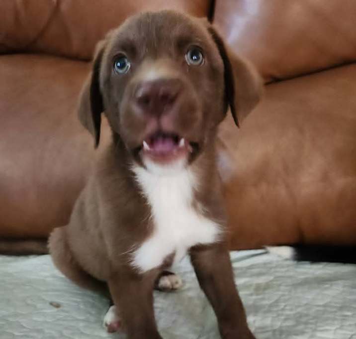 Photo of Whiskey