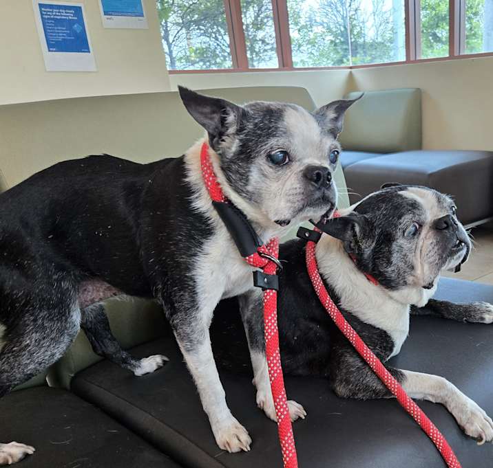 Photo of Baxter & Bonnie