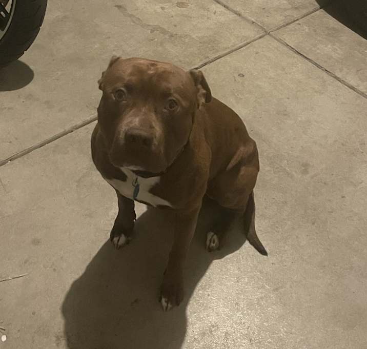 Photo of Boss