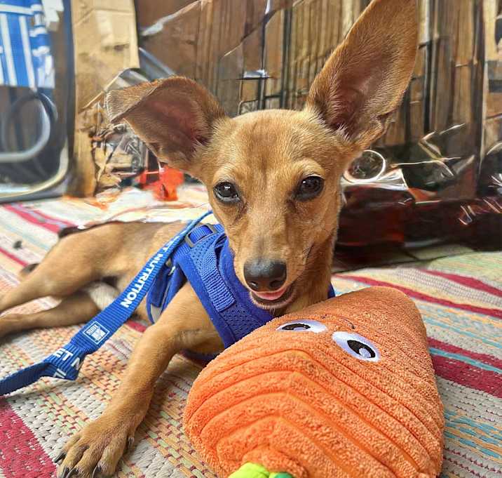 Photo of Corndog